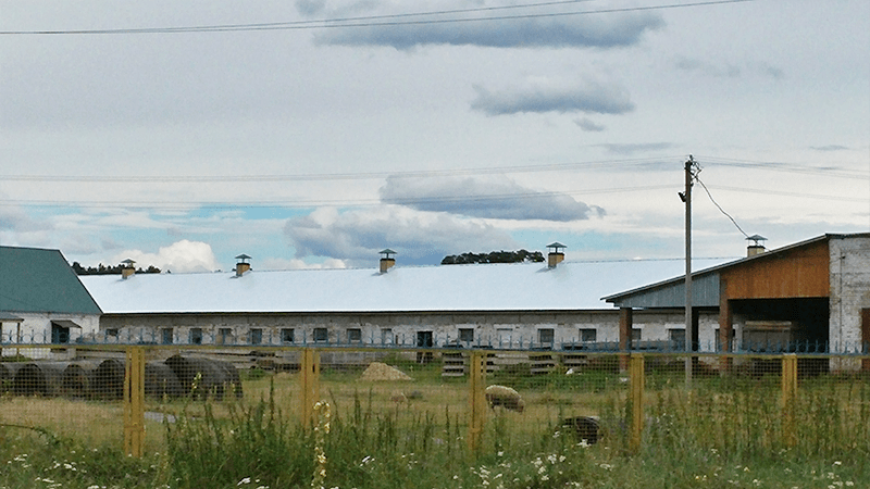 Pigsty, Chapaevka village